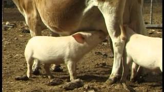 Orphaned piglets drink from Jersey cow [upl. by Issirk]