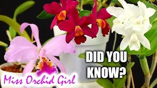 Did you know this about Cattleya Orchids [upl. by Olli244]