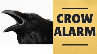 Crow Alarm Sound  Crow Calling [upl. by Asirrak]