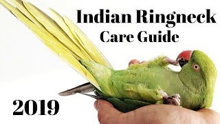 Indian Ringneck Parakeet Care Guide [upl. by Chace811]