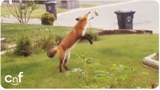 Fox Steals Dog Toy  Jealous Pup [upl. by Vasya]