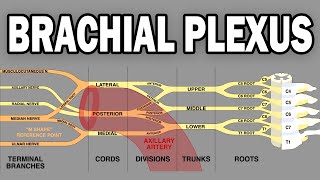 THE BRACHIAL PLEXUS AND UPPER LIMB INNERVATION [upl. by Aristotle]