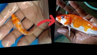 How to grow small koi fish in to big koi fish fast [upl. by Notsruht]