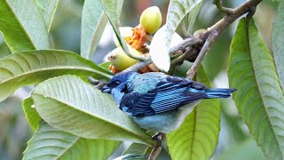 Birds of Mexico [upl. by Rudiger]