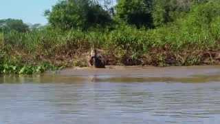 Dramatic  Jaguar kills caiman  Pantanal Brazil  July 2015 [upl. by Fons464]