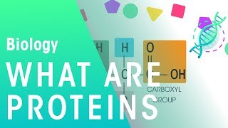 What Are Proteins  Cells  Biology  FuseSchool [upl. by Rika361]