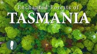 Enchanted Forests of Tasmania in 4K  Australia Nature [upl. by Tarrah615]