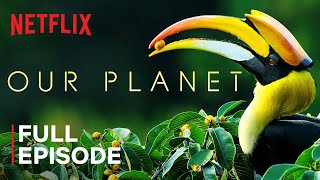 Our Planet  Forests  FULL EPISODE  Netflix [upl. by Nosliw]