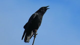 American Crows Calling [upl. by Carlina]