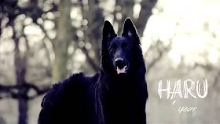 Haru  Belgian Shepherd Groenendael  1 year old [upl. by Pepper]