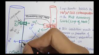 Loop Diuretics furosemide Mechanism of Action and Pharmacology [upl. by Akel238]