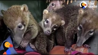 5 Baby Coatis Stick Together After Losing Families  The Dodo [upl. by Yankee]