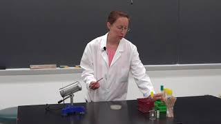 Aseptic Bacteria Transfer  Techniques Demonstration [upl. by Prebo]