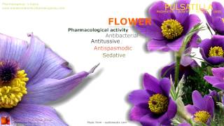 Pulsatilla benefits Medicinal properties of the Pulsatilla flowers [upl. by Trinette]