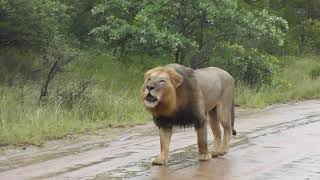 Big male Lions in the rain [upl. by Lubeck]