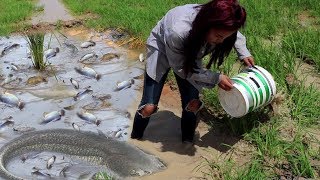 Smart Girl Catching A Lot of Fish By Hand  Cambodia Traditional Fishing [upl. by Mahau]