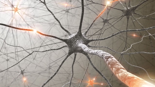 Neuroplasticity How To Rewire Your Brain [upl. by Oicnevuj]