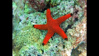 Facts The Sea Star Starfish [upl. by Hpesoj956]