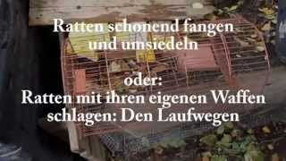 Ratten lebend fangen  SuperspezialTrick [upl. by Bucella538]