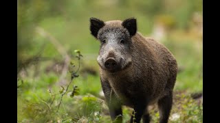 Wild Italy  Il Cinghiale Documentario [upl. by Aisa]