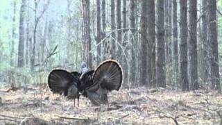 Hot Gobbling Turkeys  South Carolina Cowden Plantation [upl. by Fenella]