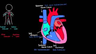 Kalp ve Kan Dolaşımı Sağlık ve Tıp Dolaşım Sistemi Fizyolojisi [upl. by Kiri552]