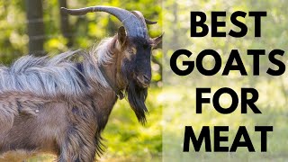 Best Goats for Meat and profit [upl. by Errick]