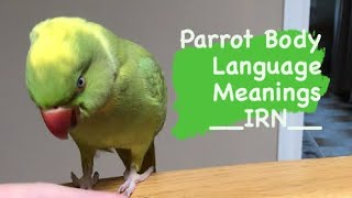 INDIAN RINGNECK PARROT body language  meanings part 1 [upl. by Spanos]