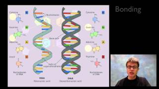 Nucleic Acids [upl. by Eldwun]