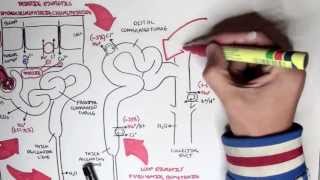 Pharmacology  Diuretics [upl. by Delia]