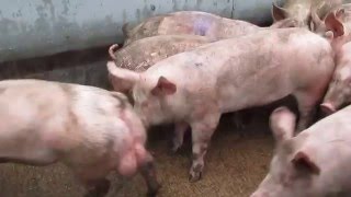 Uk pig slaughterhouse footage 2016 [upl. by Atiuqat634]