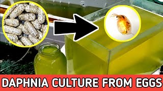 HOW TO HATCH DAPHNIA EGGS  HOW TO CULTURE DAPHNIA [upl. by Meehsar]