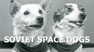 Belka and Strelka – the Soviet space dogs [upl. by Enerol]