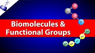 Biomolecules and Functional Groups [upl. by Nesilla541]