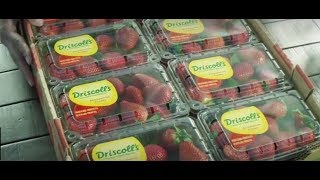 Driscoll’s Strawberries  Pursuit of Flavor [upl. by Essilrahc]