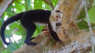 Capuchin Monkeys  Wild Caribbean  BBC Earth [upl. by Castorina]