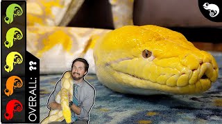 Reticulated Python The Best Pet Snake [upl. by Zolnay]