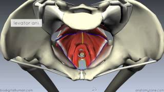 Pelvic Floor Part 1  The Pelvic Diaphragm  3D Anatomy Tutorial [upl. by Hung903]