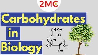 Carbohydrates  Biological Molecules Simplified 1 [upl. by Neehs]