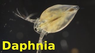 Daphnia [upl. by Venetis]