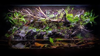 The ULTIMATE FireBellied Toad Paludarium [upl. by Searle]