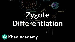 Zygote differentiating into somatic and germ cells  MCAT  Khan Academy [upl. by Pry]