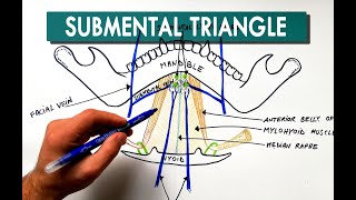 Salivary glands  Anatomy and Physiology [upl. by Aihsercal]