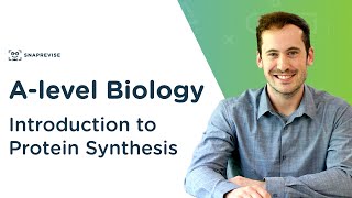 Introduction to Protein Synthesis  Alevel Biology  OCR AQA Edexcel [upl. by Neeleuqcaj]