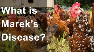 What is Mareks Disease Should you be worried [upl. by Felisha]