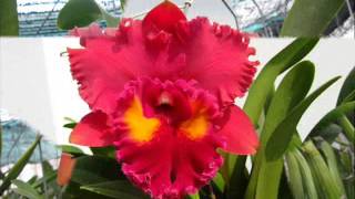 Cattleya Orchid Collection [upl. by Carie866]