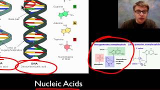 The Molecules of Life [upl. by Seema]