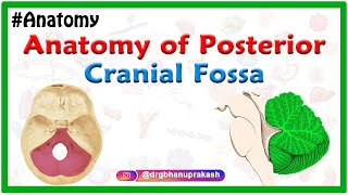 Anatomy of Posterior cranial Fossa [upl. by Ecneret52]