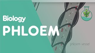 Xylem and Phloem  Part 3  Translocation  Transport in Plants  Plants  Biology  FuseSchool [upl. by Arihsan]