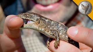 Bitten by an AlligatorLizard [upl. by Velda]